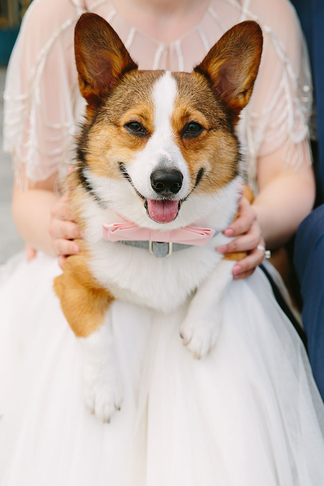 San Francisco wedding
photographer, corgie dog at San Francisco City Hall