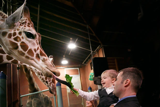 Guests have a chance to feed the giraffes at the San Francisco Zoo wedding